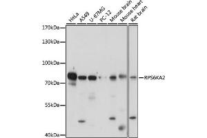 Western blot analysis of extracts of various cell lines, using RPS6K antibody (ABIN7270037) at 1:1000 dilution. (RPS6KA2 antibody  (AA 632-733))