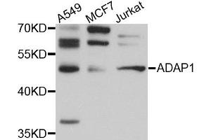 Western blot analysis of extracts of various cell lines, using ADAP1 antibody.