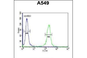 Flow cytometric analysis of A549 cells (right histogram) compared to a negative control cell (left histogram). (IFT43 antibody  (AA 145-171))