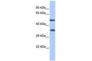 Image no. 1 for anti-Zinc Finger Protein 414 (ZNF414) (AA 35-84) antibody (ABIN6740621)