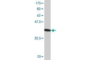 Western Blot detection against Immunogen (44. (AGR2 antibody  (AA 1-175))