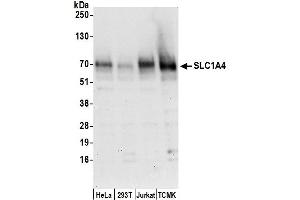 anti-Solute Carrier Family 1 (Glutamate/Neutral Amino Acid Transporter), Member 4 (SLC1A4) (AA 482-532) antibody