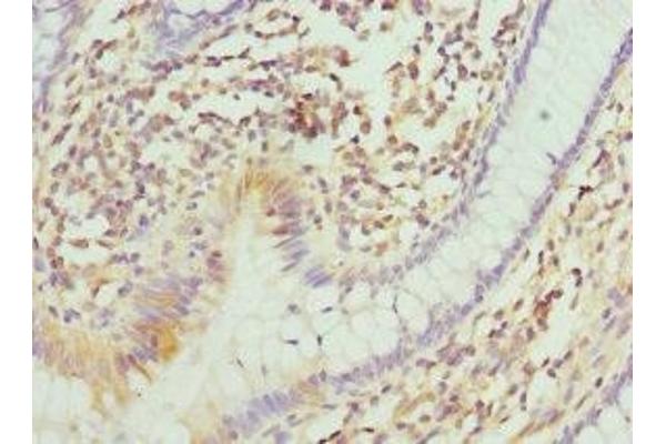 ITGB3BP antibody  (AA 1-177)