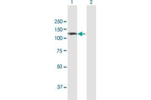 Western Blot analysis of AMOTL1 expression in transfected 293T cell line by AMOTL1 MaxPab polyclonal antibody. (AMOTL1 antibody  (AA 1-956))