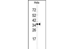 Western blot analysis of GOLPH3 antibody (N-term) (ABIN391649 and ABIN2841557) in Hela cell line lysates (35 μg/lane).