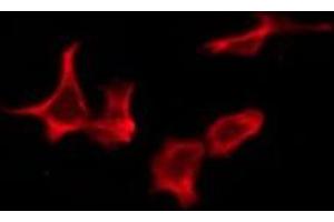 ABIN6276247 staining Hela by IF/ICC. (OR10Z1 antibody  (Internal Region))