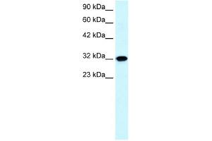 Aquaporin 7 antibody used at 0. (Aquaporin 7 antibody  (C-Term))