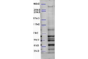 ABIN5539892 (5µg/ml) staining of Mouse Brain lysate (35µg protein in RIPA buffer). (WDFY3 antibody  (Internal Region))