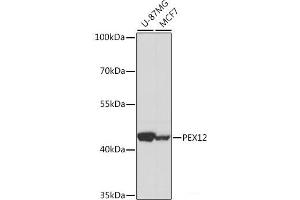 Western blot analysis of extracts of various cell lines using PEX12 Polyclonal Antibody at dilution of 1:1000. (PEX12 antibody)