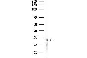 anti-RAB33A, Member RAS Oncogene Family (RAB33A) (Internal Region) antibody
