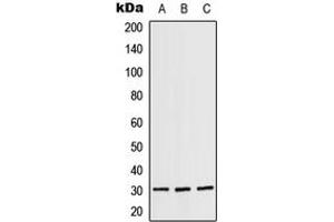 Western blot analysis of RPS4X expression in A431 (A), SP2/0 (B), H9C2 (C) whole cell lysates. (RPS4X antibody  (Center))