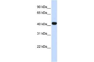 WB Suggested Anti-HS3ST3B1 Antibody Titration:  0. (HS3ST3B1 antibody  (N-Term))