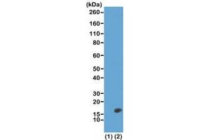Western blot test of recombinant Histone H3. (Recombinant Histone 3 antibody  (2meLys23))