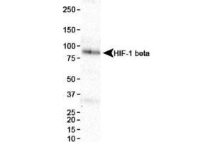 Image no. 3 for anti-Aryl Hydrocarbon Receptor Nuclear Translocator (ARNT) (AA 496-789) antibody (ABIN363204) (ARNT antibody  (AA 496-789))