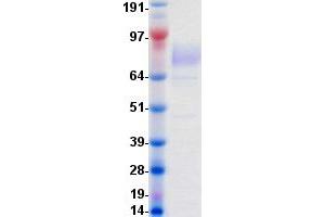 Validation with Western Blot (PDGFRB Protein (DYKDDDDK-His Tag))