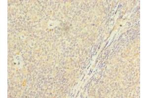 Immunohistochemistry of paraffin-embedded human tonsil tissue using ABIN7164773 at dilution of 1:100
