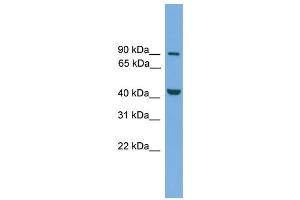 WB Suggested Anti-Mitf Antibody Titration: 0. (MITF antibody  (Middle Region))