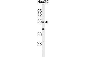 TIGD3 Antibody (C-term) western blot analysis in HepG2 cell line lysates (35 µg/lane).