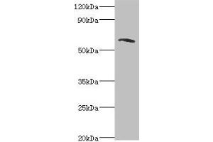 Western blot All lanes: TOMM70A antibody at 6 μg/mL + MCF-7 whole cell lysate Secondary Goat polyclonal to rabbit IgG at 1/10000 dilution Predicted band size: 67 kDa Observed band size: 67 kDa