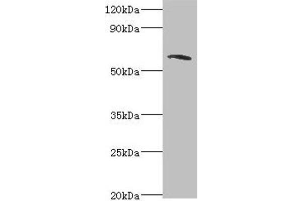 TOMM7 Antikörper  (AA 60-340)