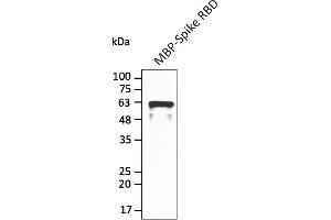 Western Blotting (WB) image for anti-SARS-CoV-2 Spike (RBD) antibody (ABIN7272992) (SARS-CoV-2 Spike antibody  (RBD))