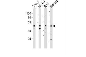 Western Blotting (WB) image for anti-Leukocyte Immunoglobulin-Like Receptor, Subfamily A (Without TM Domain), Member 3 (LILRA3) antibody (ABIN3004595)