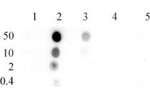 Histone H4K8ac antibody (pAb) tested by Dot blot. (Histone H4 antibody  (acLys8))