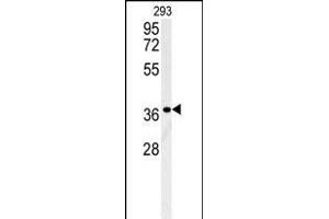 LGALS9B Antibody (Center) (ABIN654023 and ABIN2843944) western blot analysis in 293 cell line lysates (35 μg/lane). (LGALS9B antibody  (AA 160-188))