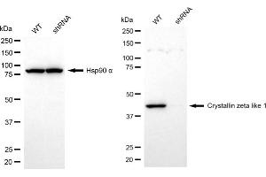 anti-Crystallin, Zeta, Homolog antibody