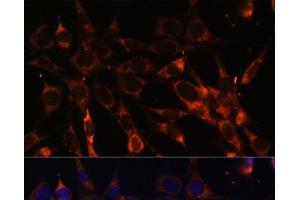 Immunofluorescence analysis of NIH-3T3 cells using SMAD6 Polyclonal Antibody at dilution of 1:100. (SMAD6 antibody)