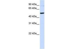 Image no. 1 for anti-TERF1 Interacting Nuclear Factor 2 (TIN2) (C-Term) antibody (ABIN6741441) (TINF2 antibody  (C-Term))