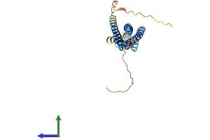 AlphaFold protein structure predicition of Human Recombinant MS4A6A Protein, UniprotID Q9H2W1 (MS4A6A Protein (AA 1-248) (His tag))