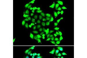 Immunofluorescence analysis of A549 cells using GTF2H3 Polyclonal Antibody (GTF2H3 antibody)