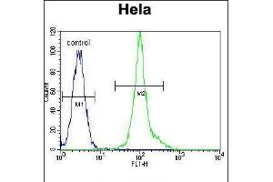 Flow cytometric analysis of Hela cells (right histogram) compared to a negative control cell (left histogram). (LCK antibody  (C-Term))