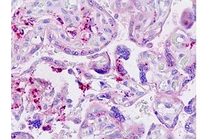 Anti-LGMN / Legumain antibody IHC staining of human placenta. (LGMN antibody  (AA 83-112))