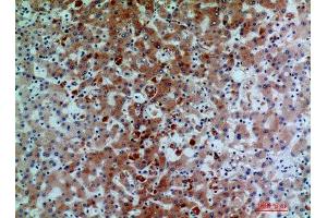 Immunohistochemistry (IHC) analysis of paraffin-embedded Human Liver, antibody was diluted at 1:200. (C7 antibody)