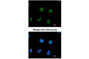 Immunofluorescence (IF) image for anti-Replication Protein A2, 32kDa (RPA2) antibody (ABIN2856881)