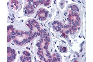 Anti-AKT3 antibody IHC of human breast. (AKT3 antibody  (AA 119-136))