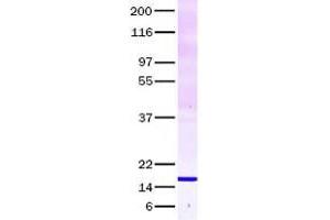 Validation with Western Blot (TNF alpha Protein)