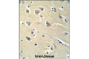 PENK antibody (Center) (ABIN652070 and ABIN2840535) immunohistochemistry analysis in formalin fixed and paraffin embedded brain tissue followed by peroxidase conjugation of the secondary antibody and DAB staining. (Enkephalin antibody  (AA 145-174))