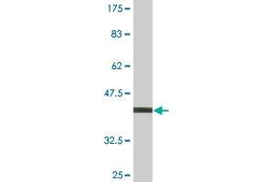 Western Blot detection against Immunogen (36.