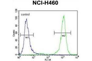 Flow cytometric analysis of NCI-H460 cells (right histogram) compared to a negative control cell (left histogram) using PCDHA9 Antibody (N-term), followed by FITC-conjugated goat-anti-rabbit secondary antibodies.