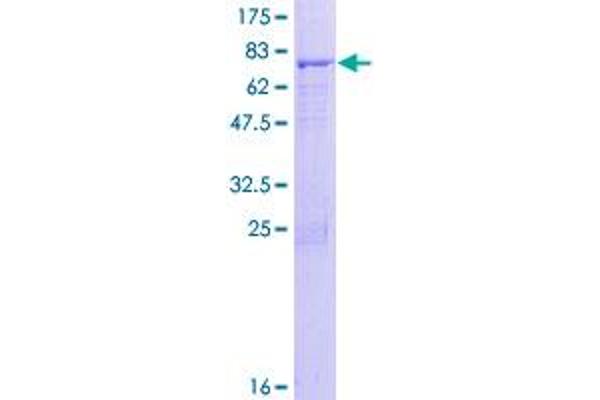 Actin-Like 7A Protein (ACTL7A) (AA 1-435) (GST tag)