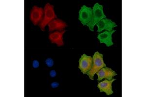 ABIN7096853 and ABIN7100919 staining HepG2 cells by IF/ICC.