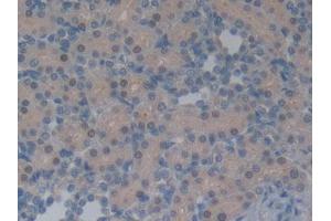 DAB staining on IHC-P; Samples: Rat Kidney Tissue (Neurotensin antibody  (AA 21-156))