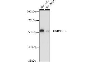 Western blot analysis of extracts of various cell lines, using HNRNPH1 Rabbit pAb (ABIN6133752, ABIN6141911, ABIN6141912 and ABIN7101789) at 1:3000 dilution. (HNRNPH1 antibody)
