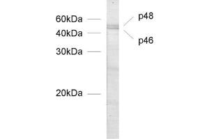 dilution: 1 : 1000, sample: nuclear extract from postnatal (P1) mouse cerebellum (PAX6 antibody  (N-Term))