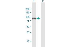 Western Blot analysis of DVL3 expression in transfected 293T cell line by DVL3 MaxPab polyclonal antibody. (DVL3 antibody  (AA 1-716))