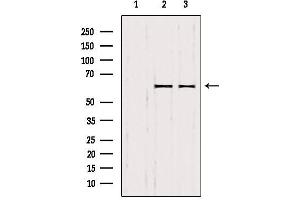 Western blot analysis of extracts from various samples, using SMOX antibody. (SMOX antibody  (Internal Region))