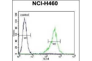 TSNARE1 Antibody (C-term) (ABIN655257 and ABIN2844854) flow cytometric analysis of NCI- cells (right histogram) compared to a negative control cell (left histogram). (TSNARE1 antibody  (C-Term))